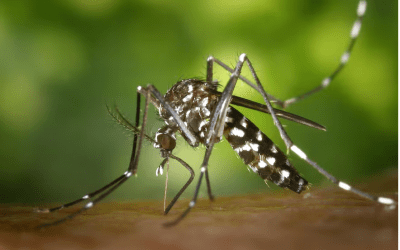 ¿Cómo nos cuidamos del dengue?